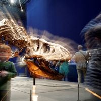 Nueva evidencia científica muestra que el Tiranosaurio rex era en realidad bastante cobarde