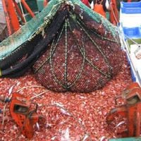 Trabajadores de pesca industrial crean organización para hacer frente a proyectos y leyes que afectan al sector