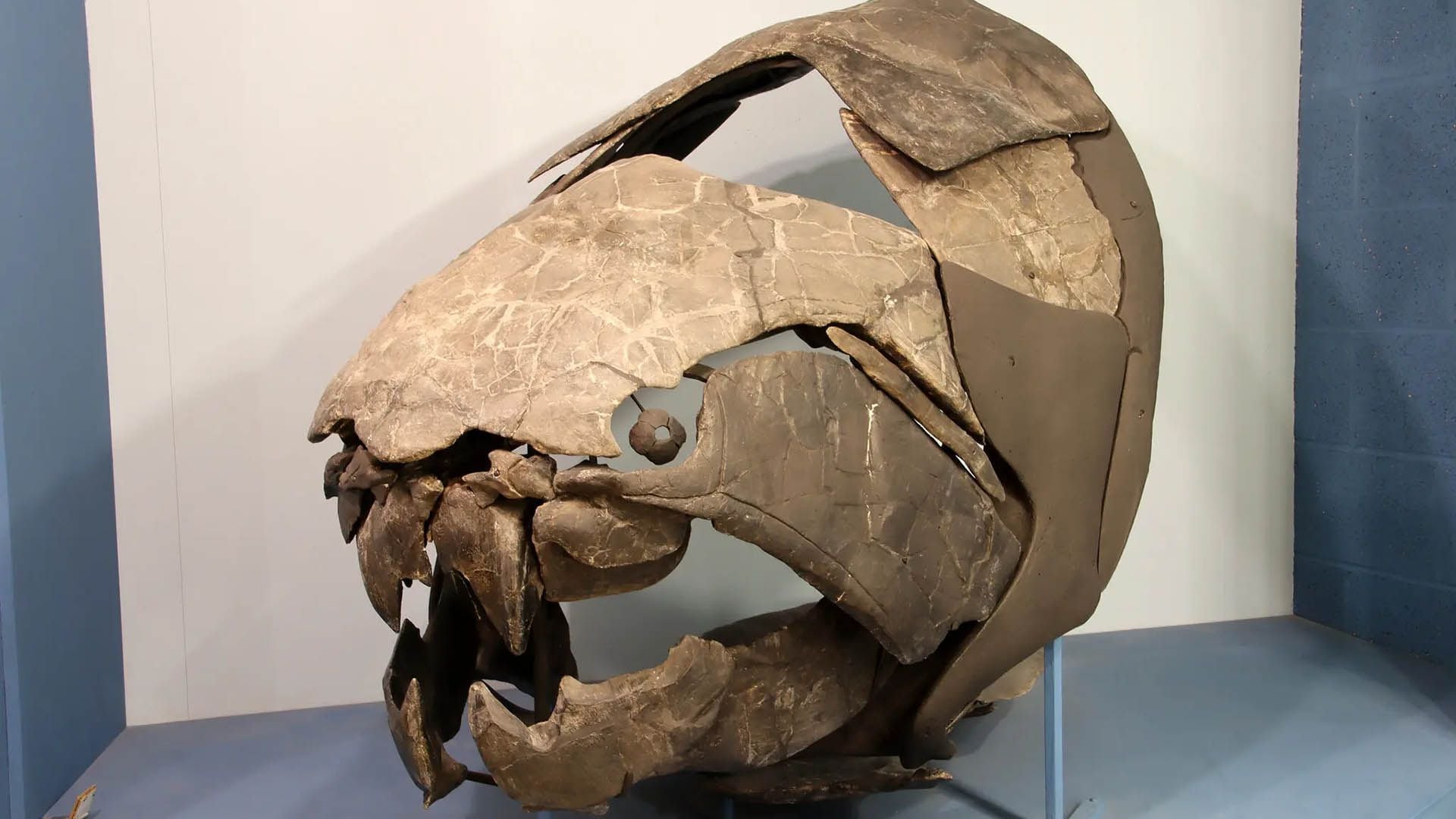 Dunkleosteus terrelli