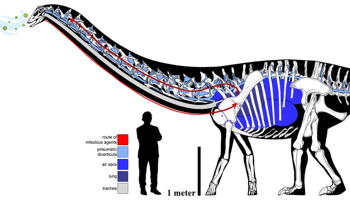 Estudio dinosaurios