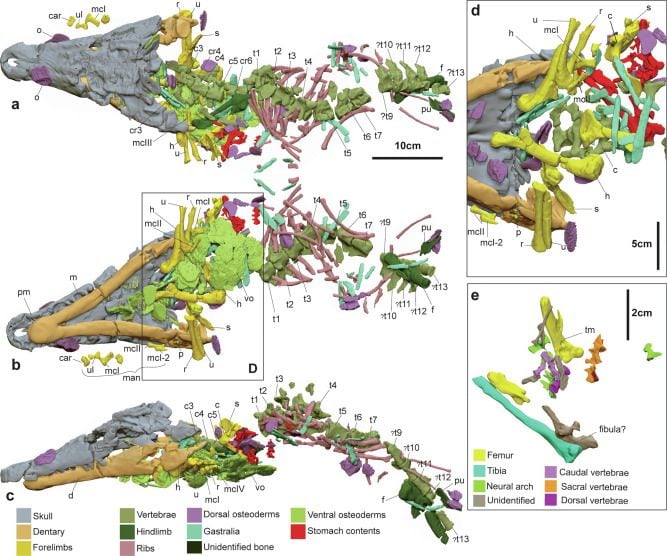 Restos del Confractosuchus sauroktonos