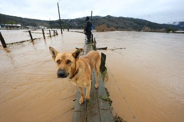 Carabineros presta ayuda a personas, luego del desborde del río Pichilo donde 400 casas se han visto afectadas.