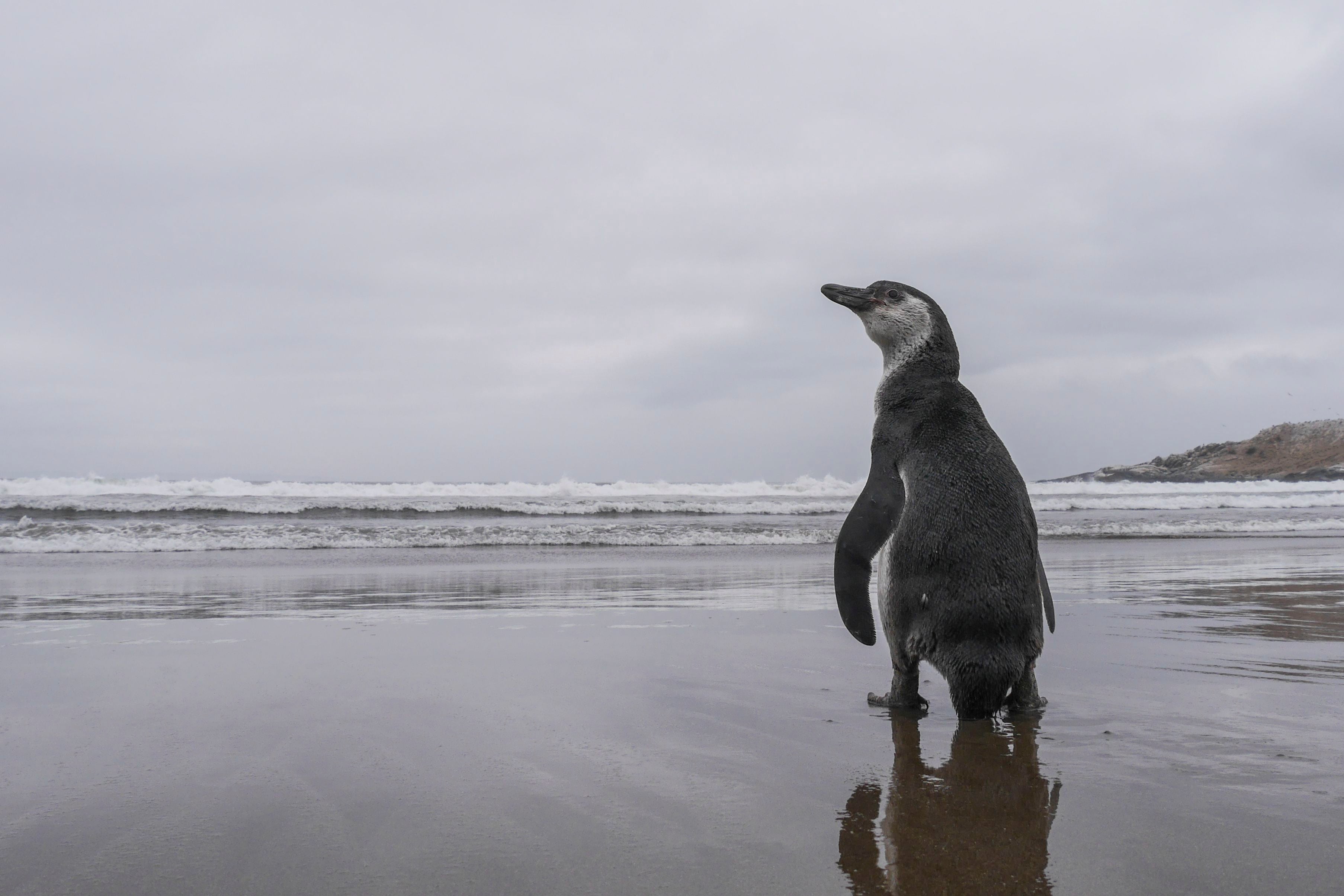 ZAPALLAR : Liberan a Pinguino de Humboldt rescatado en la misma playa