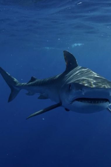 Las 10 curiosidades que no sabes de los tiburones - La Tercera