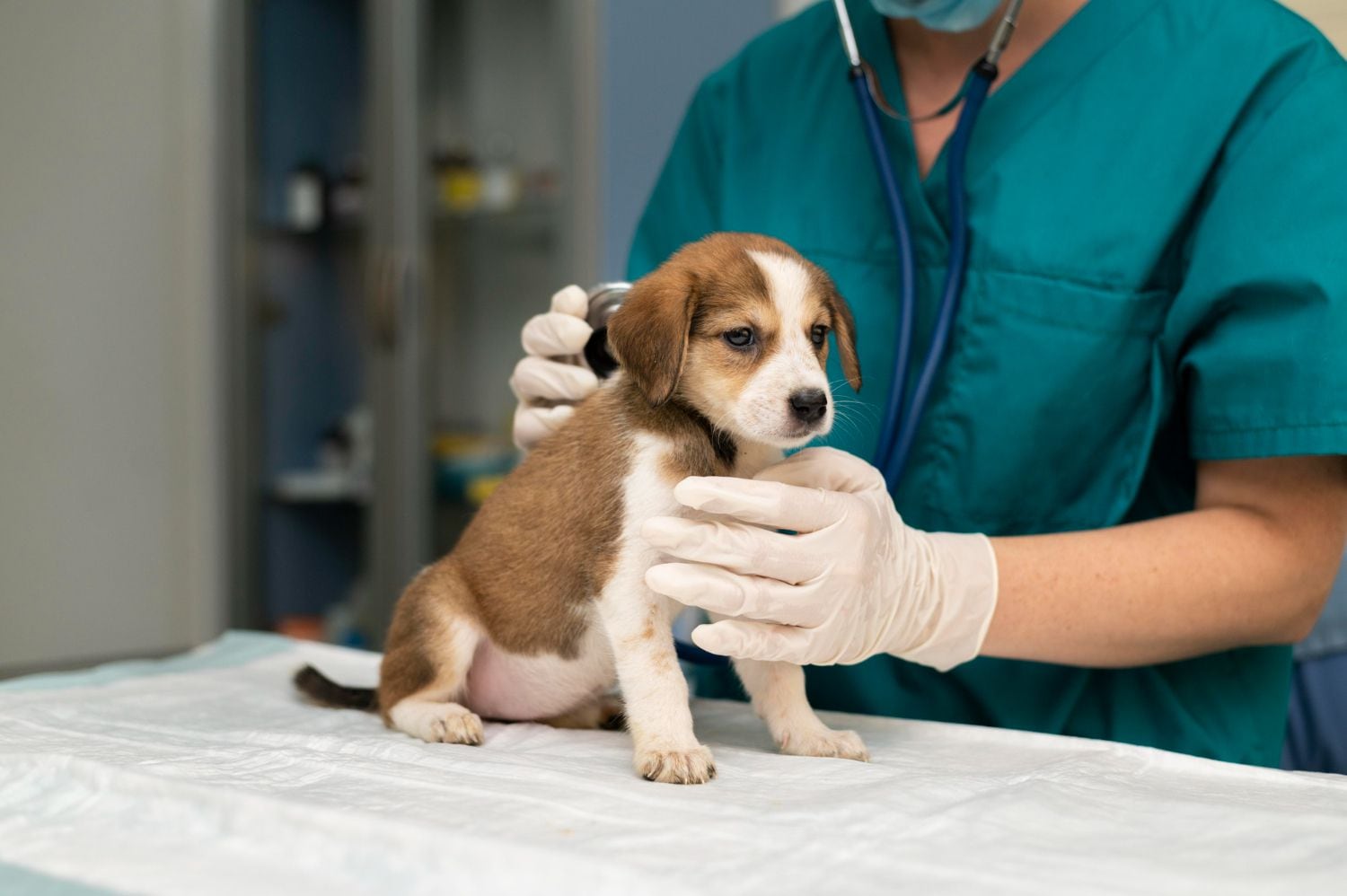 valen la pena los planes de bienestar para cachorros