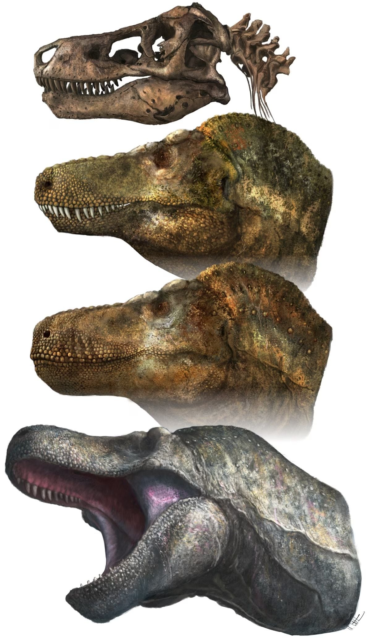 Tiranosaurio Rex