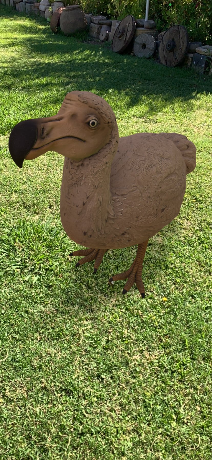 dodo