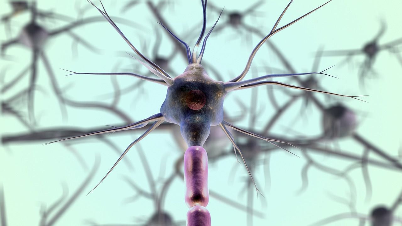 Tras ocho años investigando, científicos chilenos realizan crucial descubrimiento sobre las neuronas