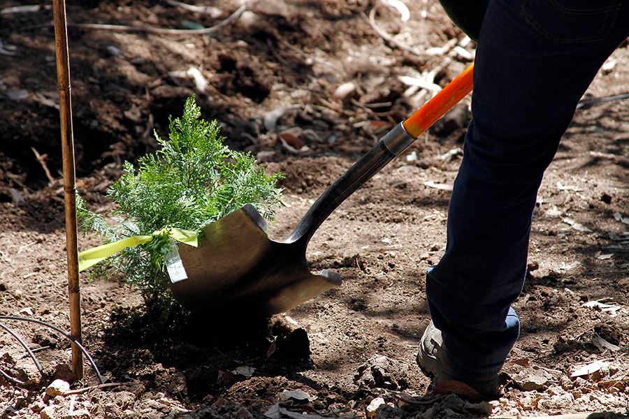 Plantación de 10 hectáreas de flora nativa en Parque Metropolitano