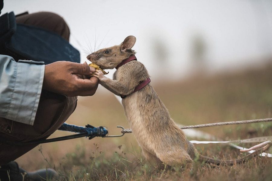 Landmine Detecting Rat Receives Gold Medal For Animal Bravery