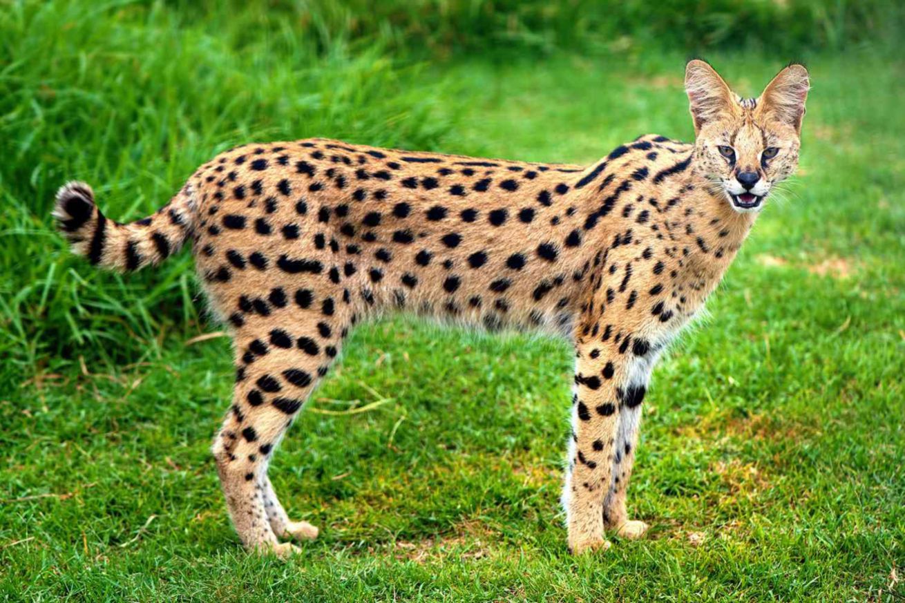 Serval