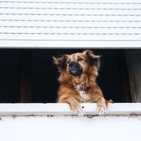 Mascotas vs administradores de edificios: lo que debes saber antes de adoptar si vives en departamento