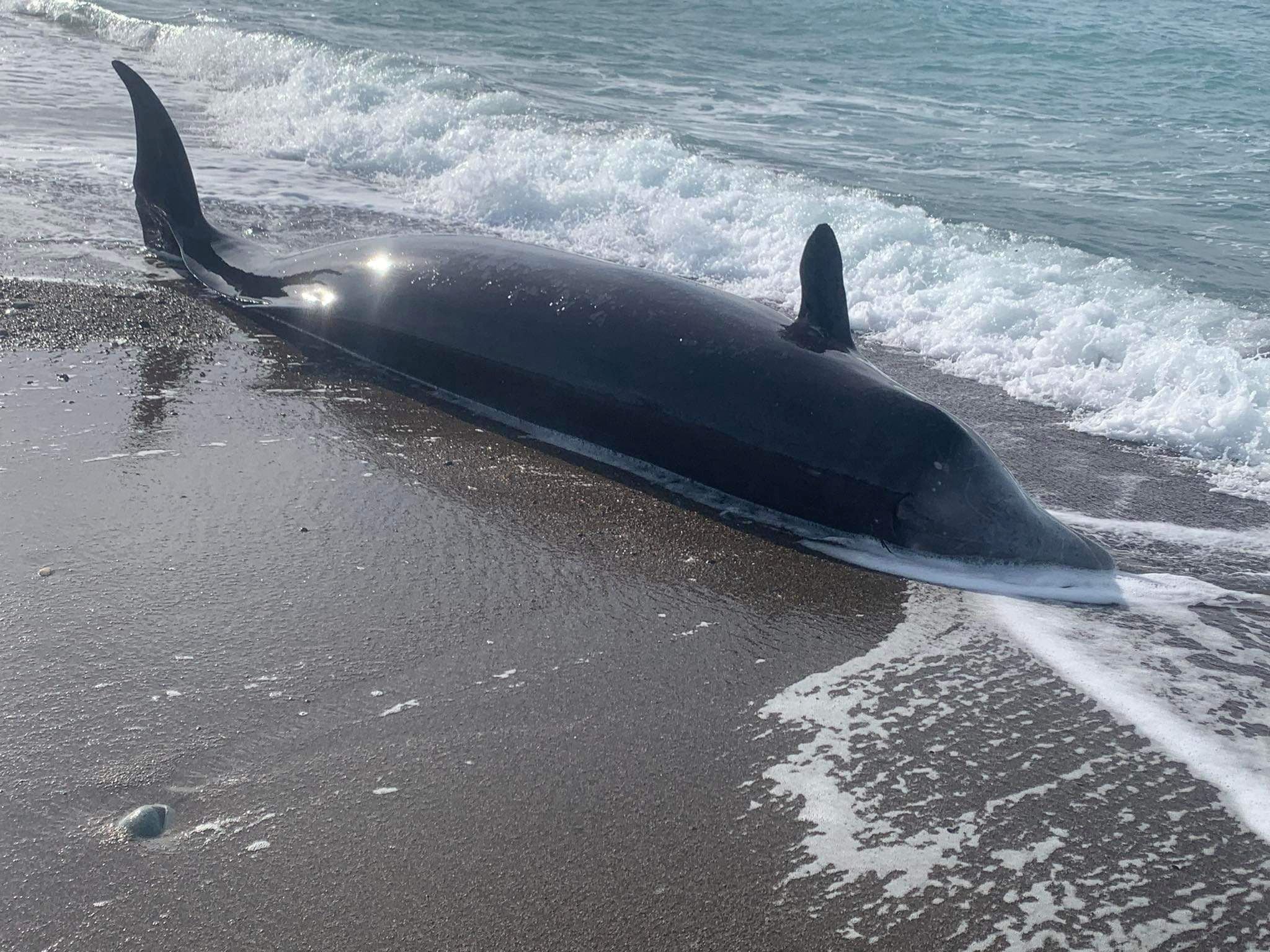 Ballena muerta en Chipre