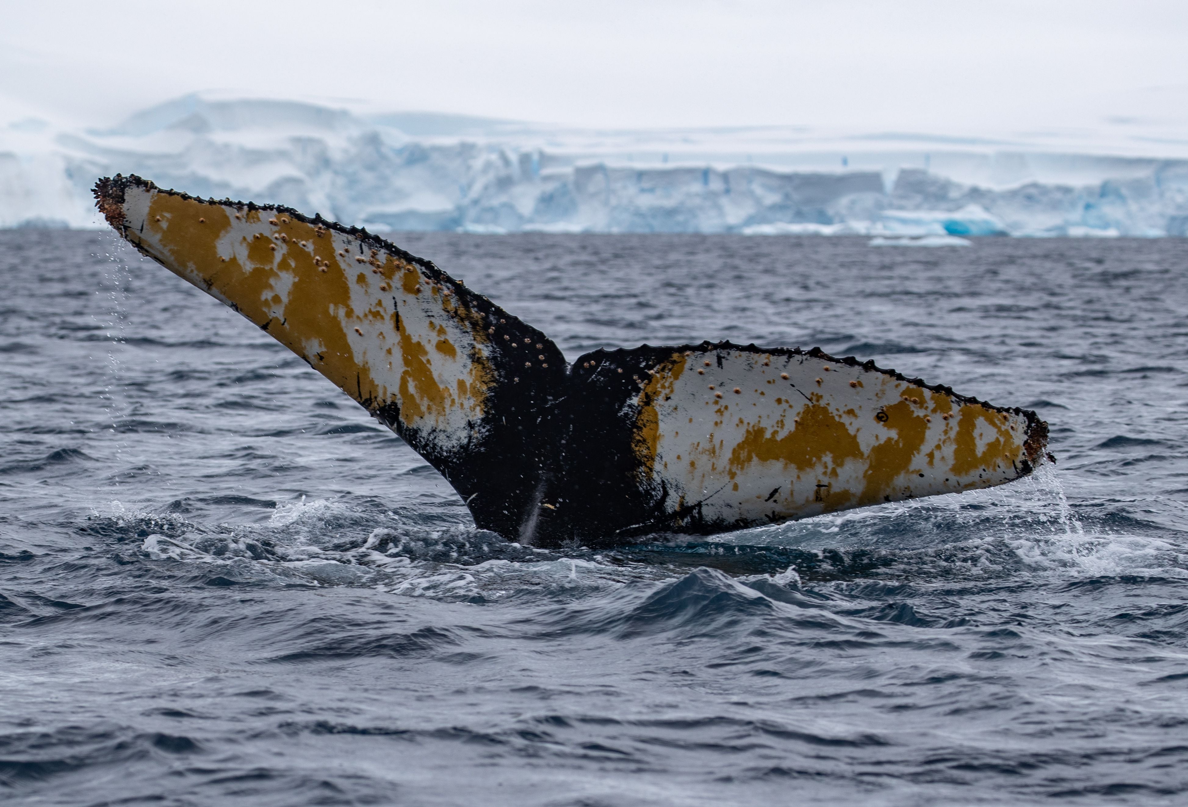 antártica NO USAR NATGEO