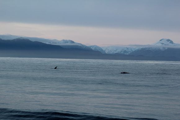 Ballenas francas.