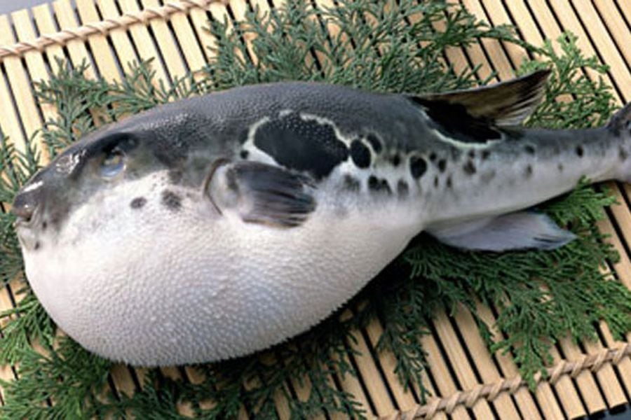 fugu definition