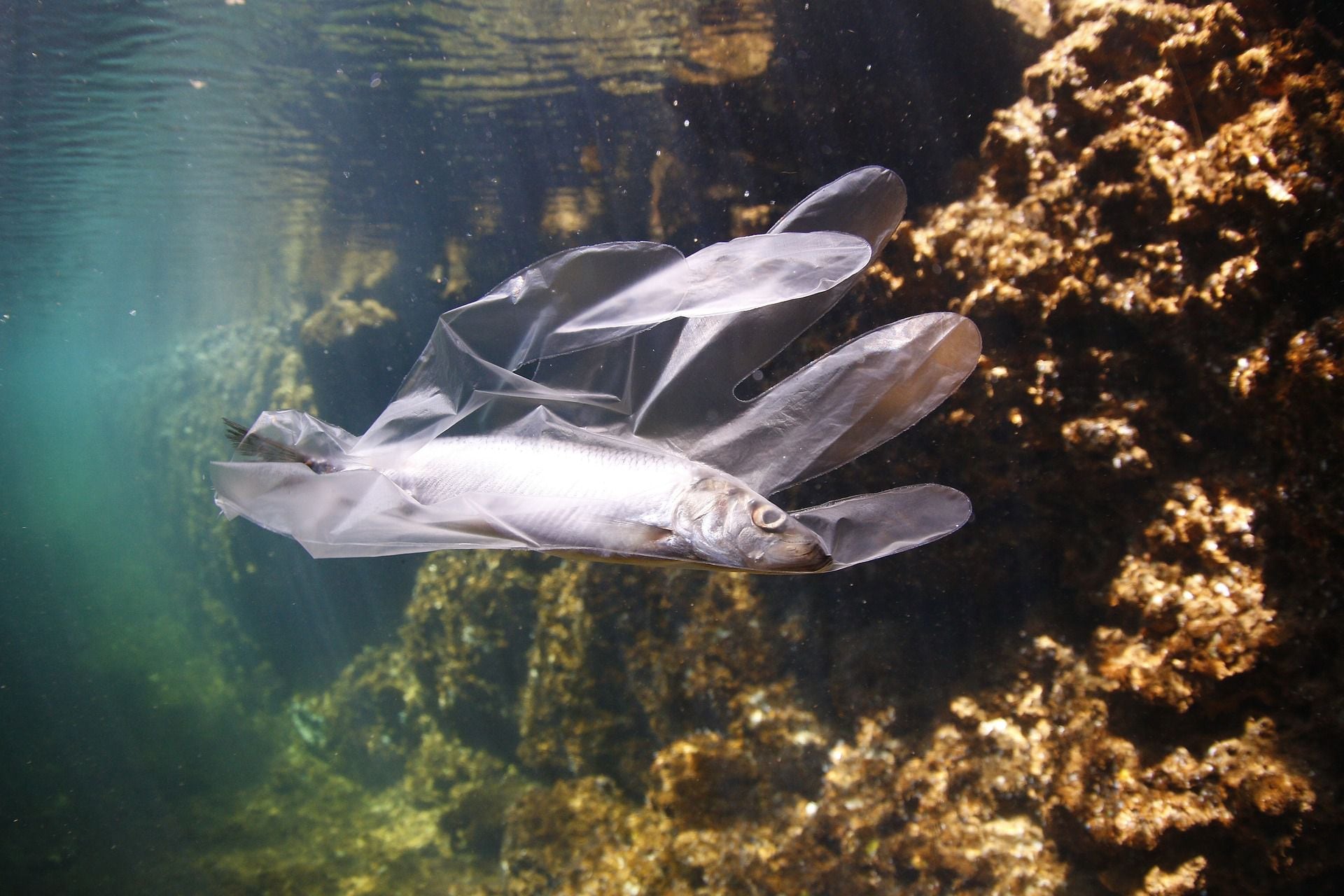 Basura en el oceáno.