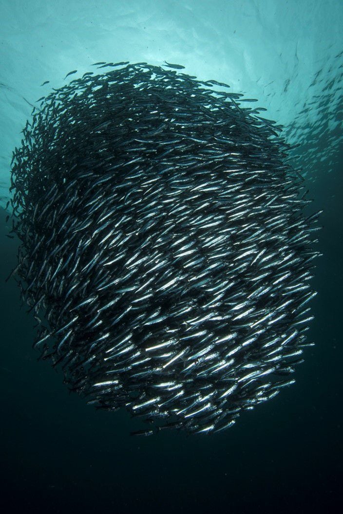 Grandes caedúmenes Mar de Pisagua