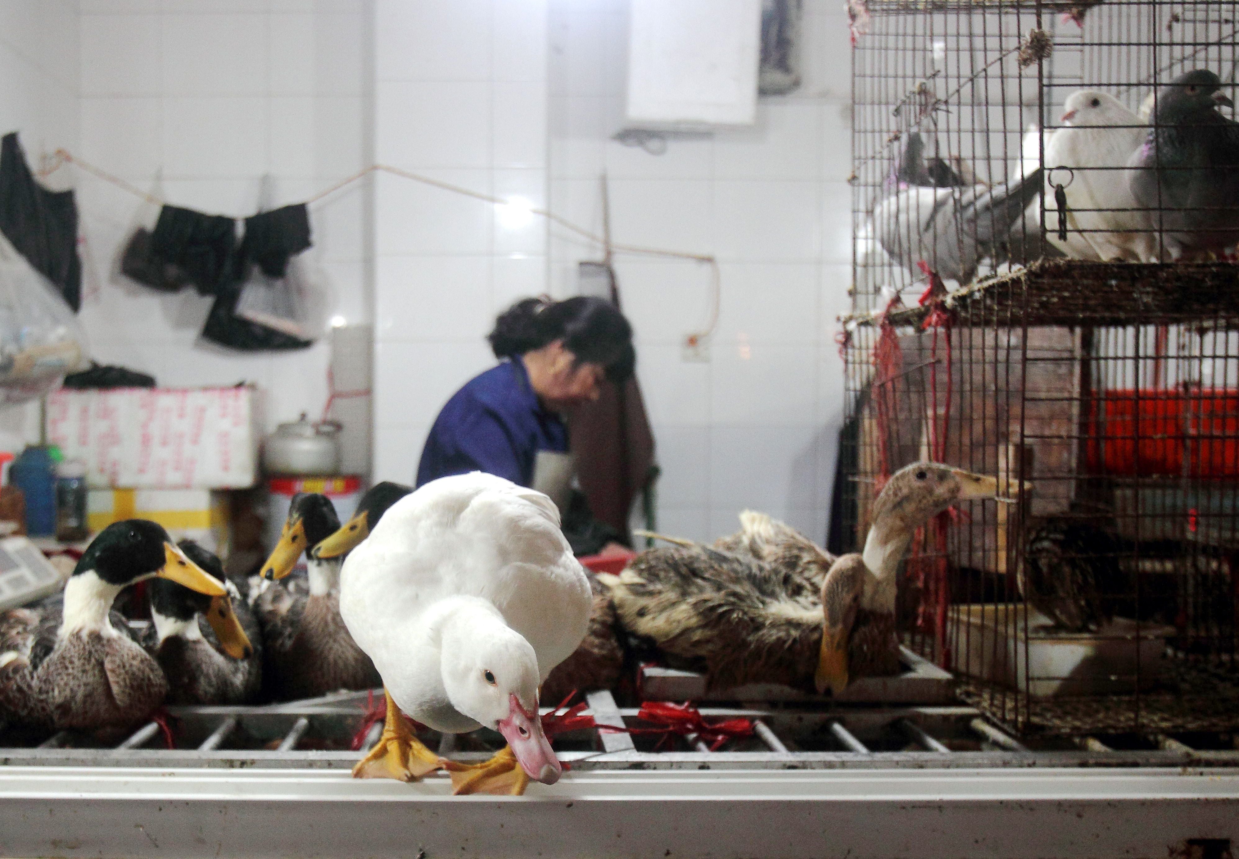 China confirms new human H7N9 infection