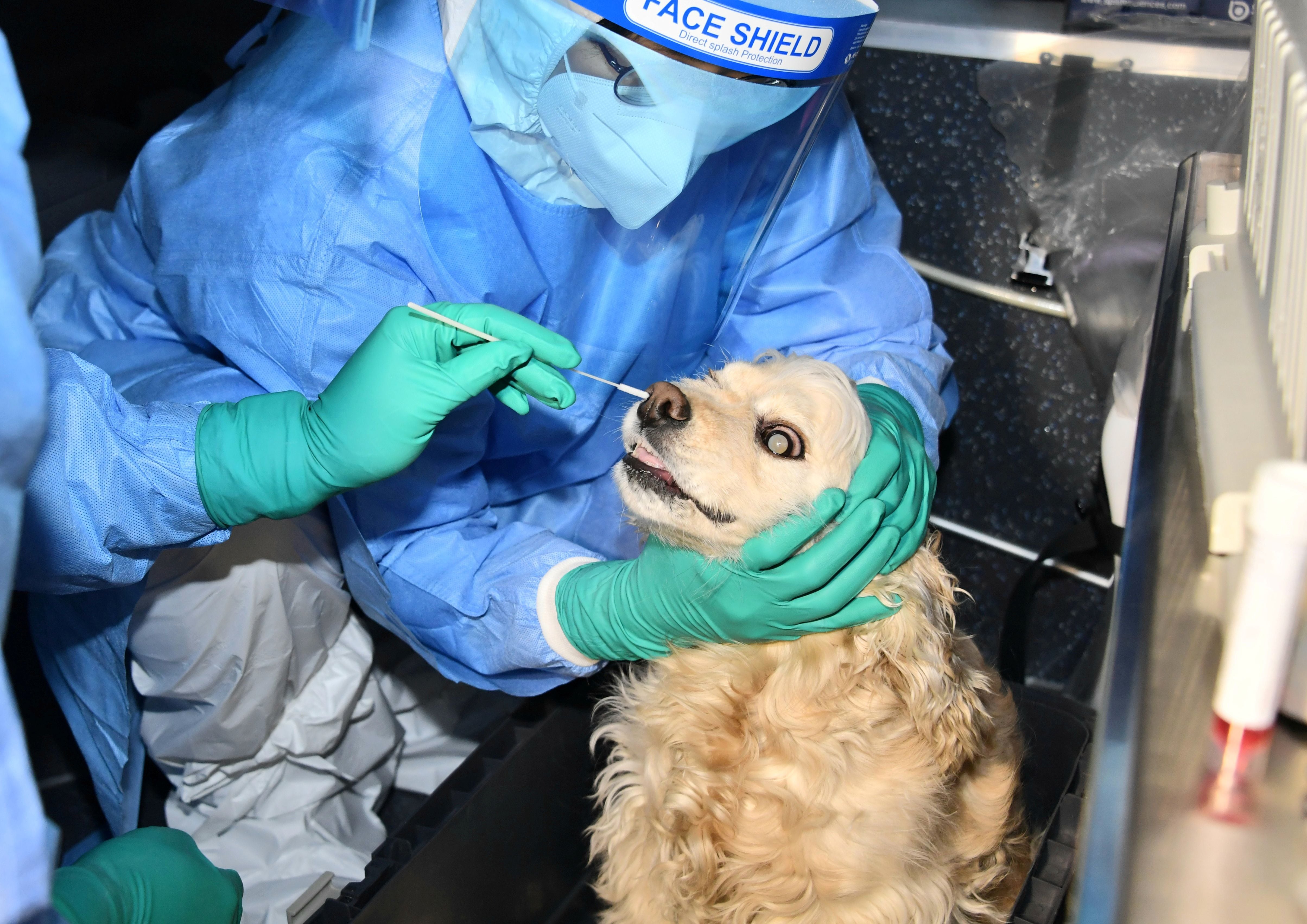 A person wearing personal protective equipment (PPE) holds a dog which has a swab sample taken for a coronavirus disease (COVID-19) test in Seoul