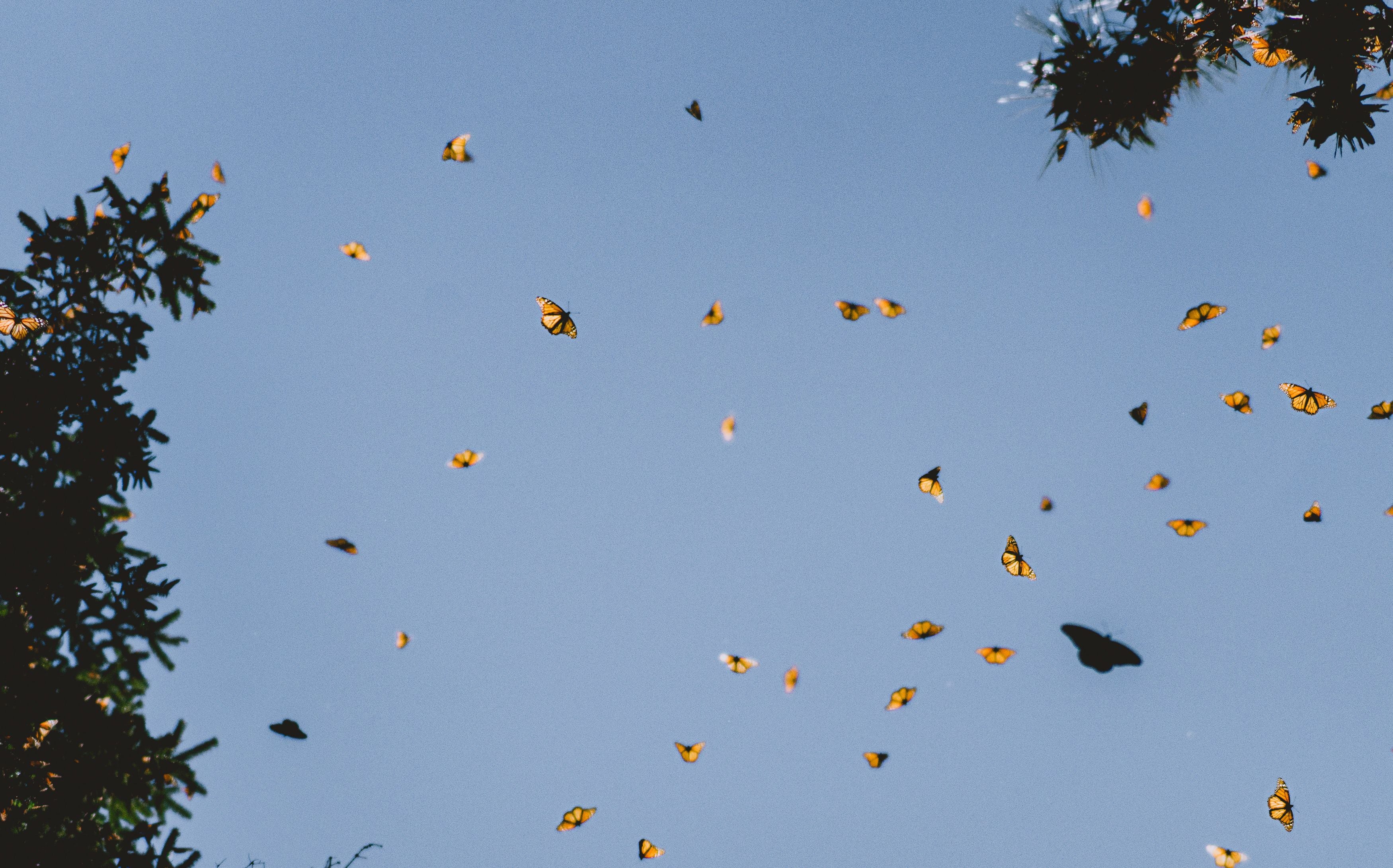 Mariposas migración