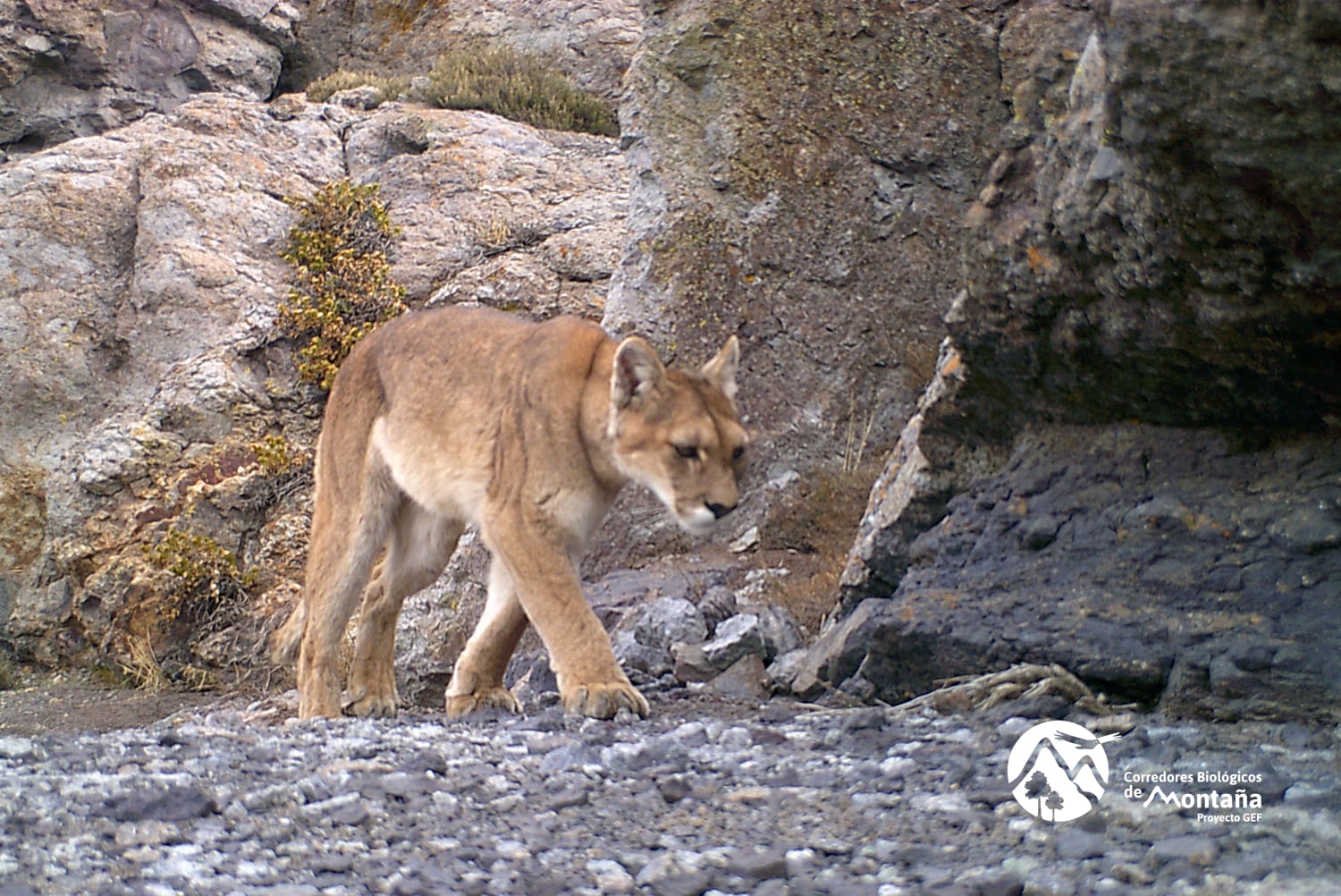 puma, chile