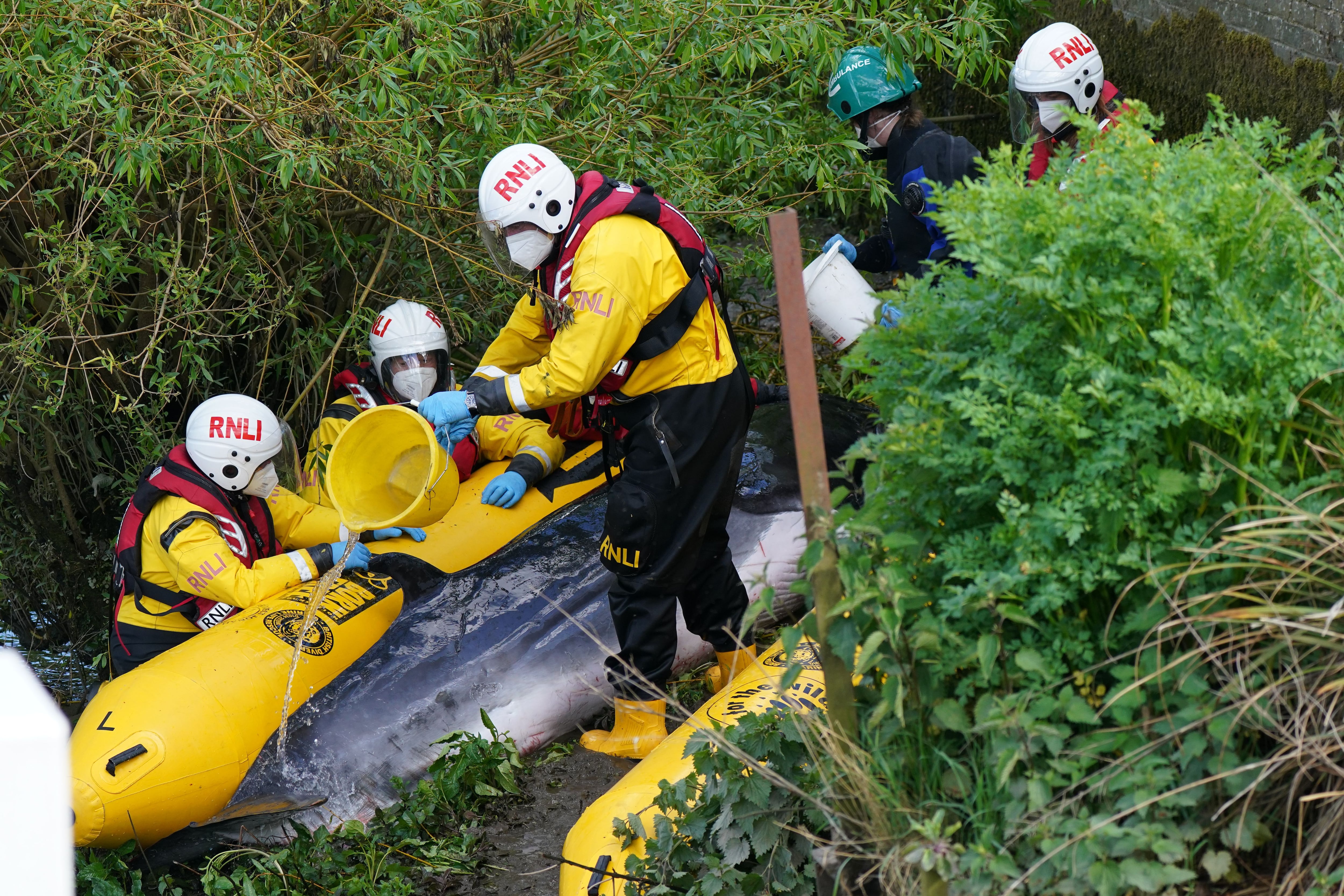 Ailing whale freed from London's River Thames stranded again