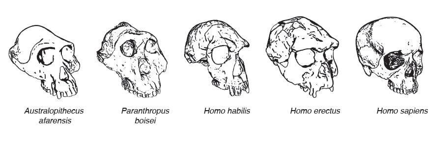 homo sapiens