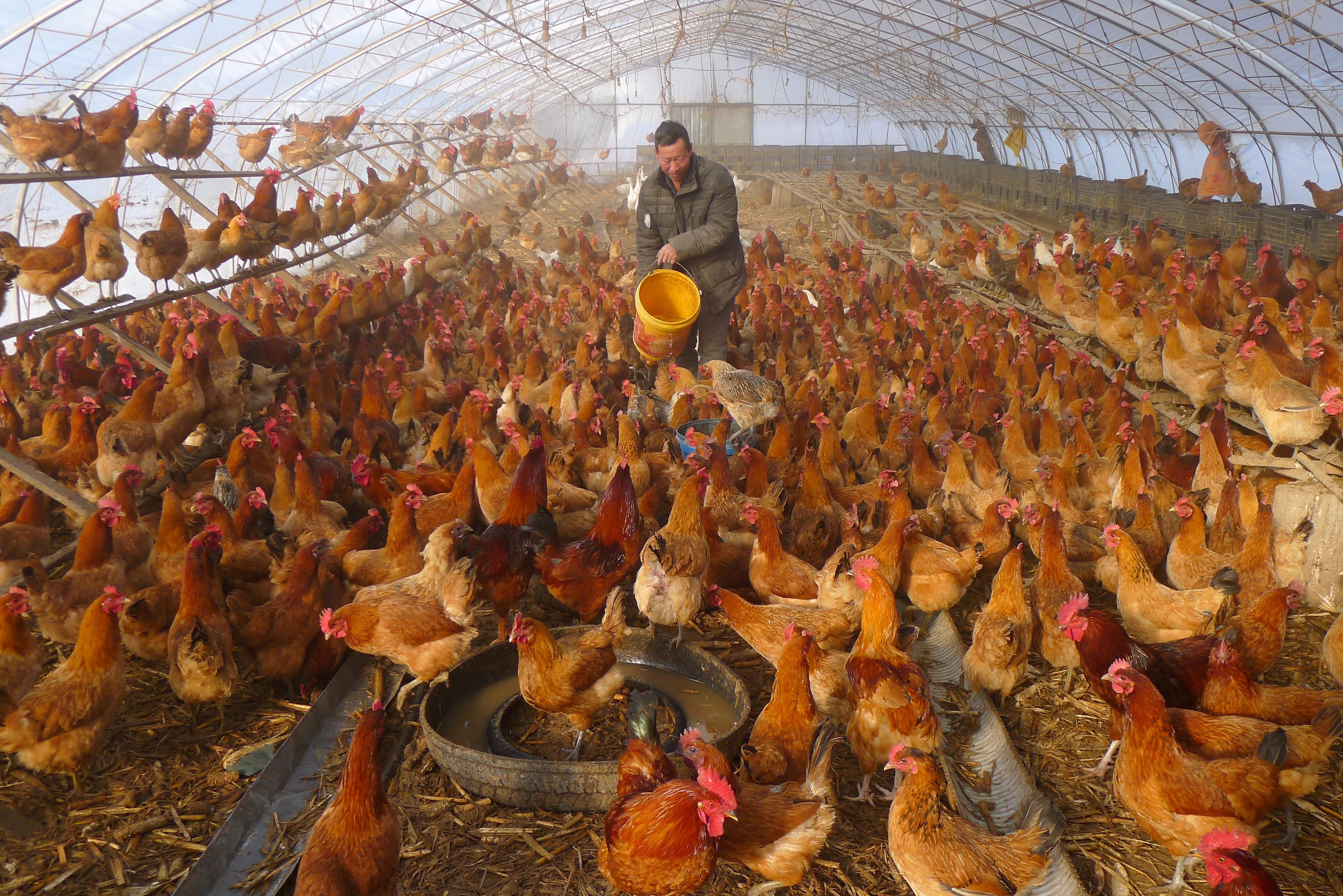 FILE PHOTO: FILE PHOTO: Man provides water for chickens inside a greenhouse at a farm in Heihe