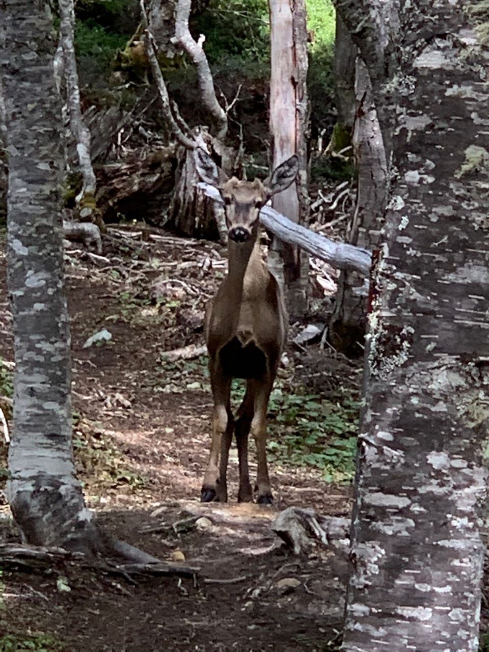 huemul