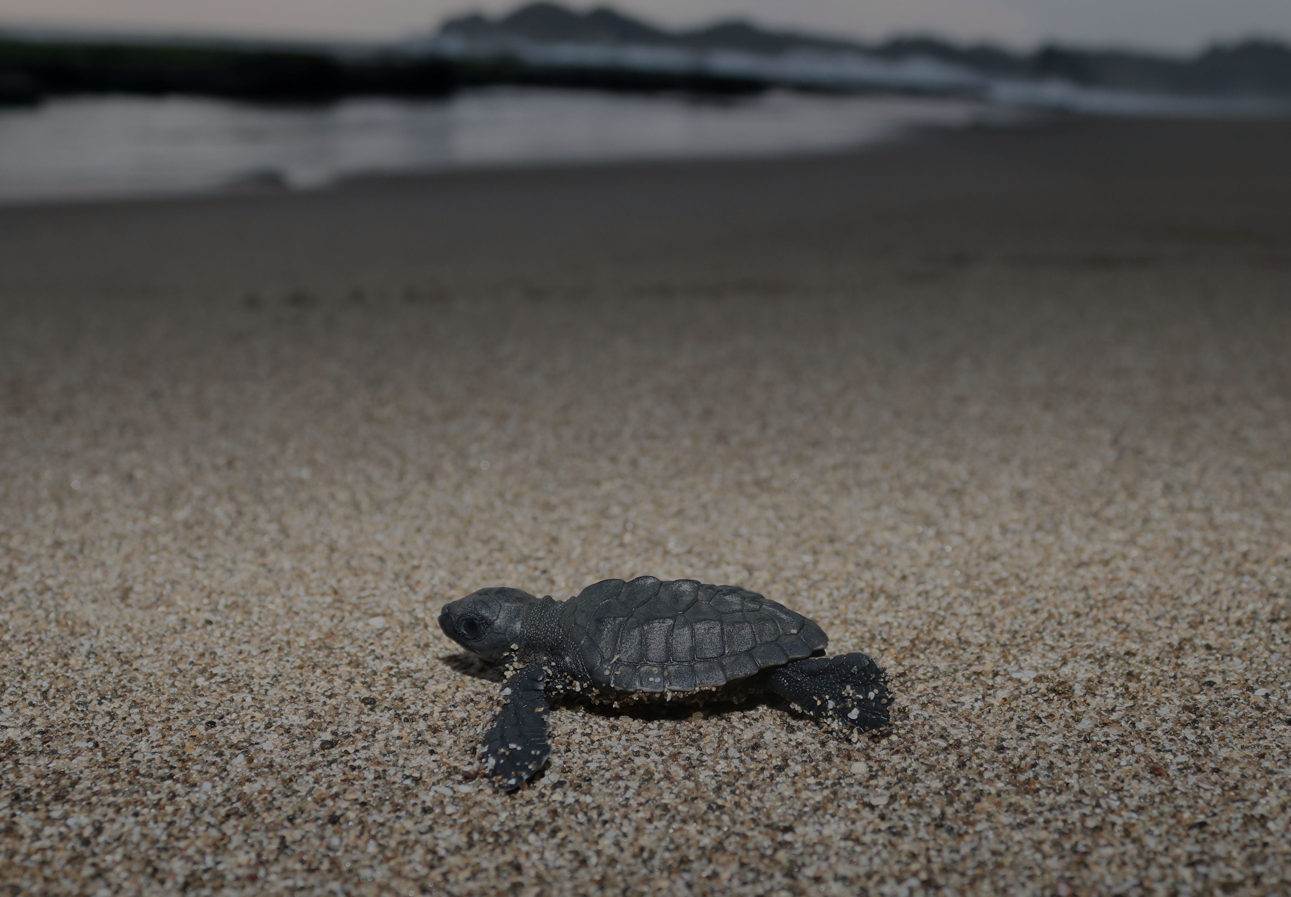 Release Of Olive Ridley Sea Turtle Baby From Conservation Of Fisherman Groups