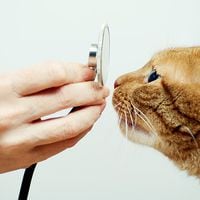 Hongo brasileño que afecta a gatos: experta explica cómo prevenir contagio y de qué forma se puede tratar