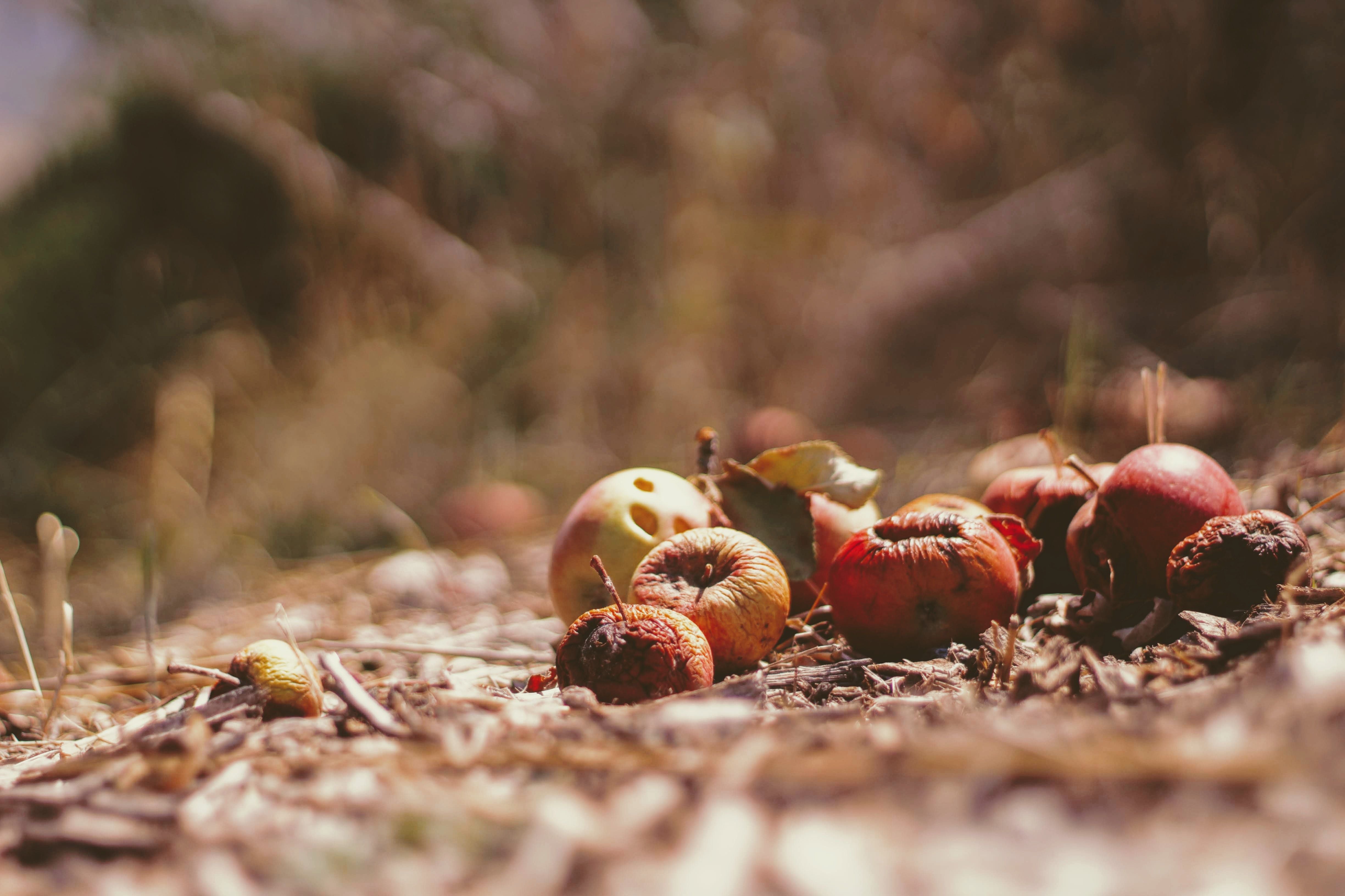 Alimentos