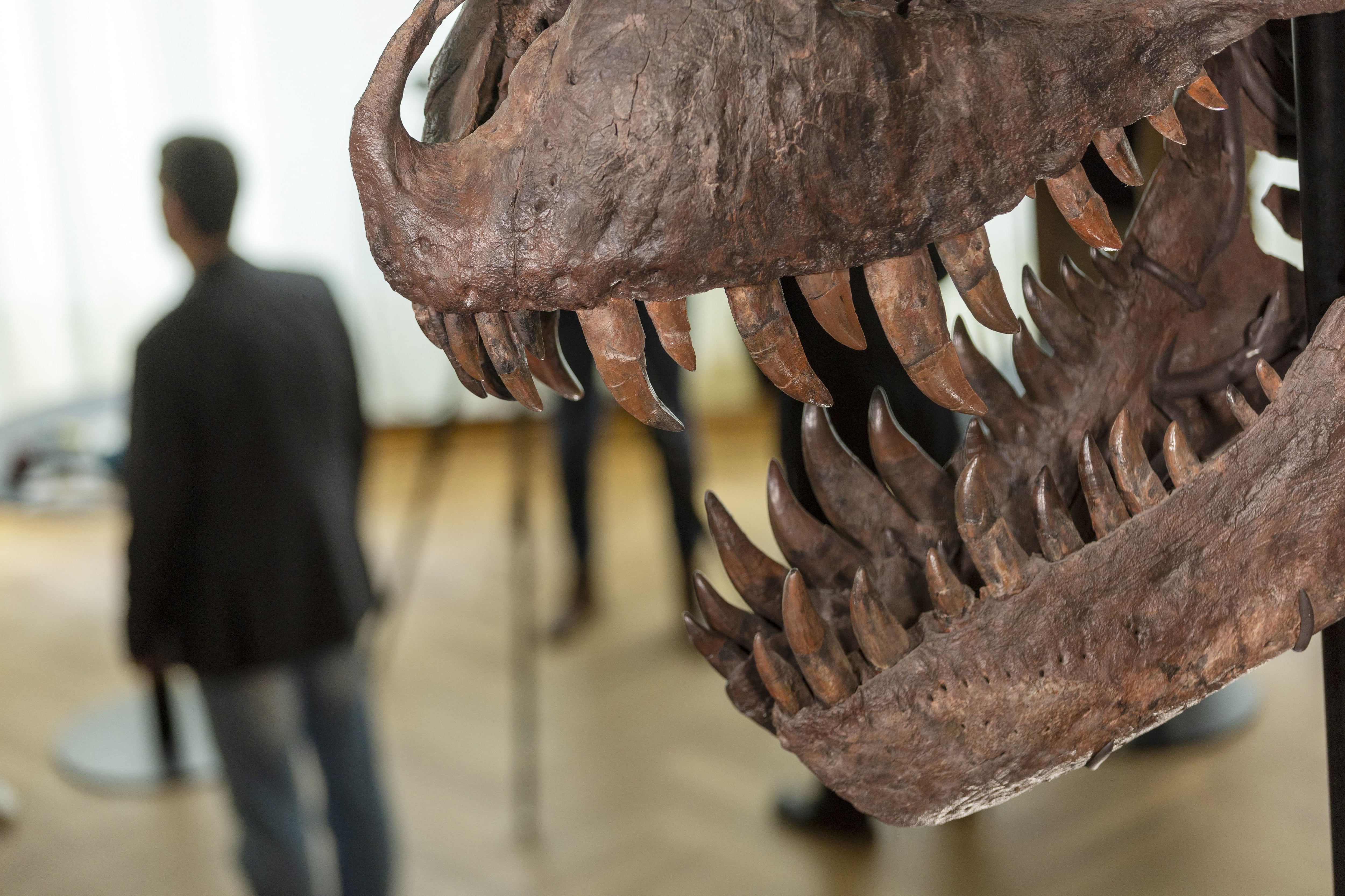 67-million-year-old T-rex skeleton presented to media before auction in Zurich