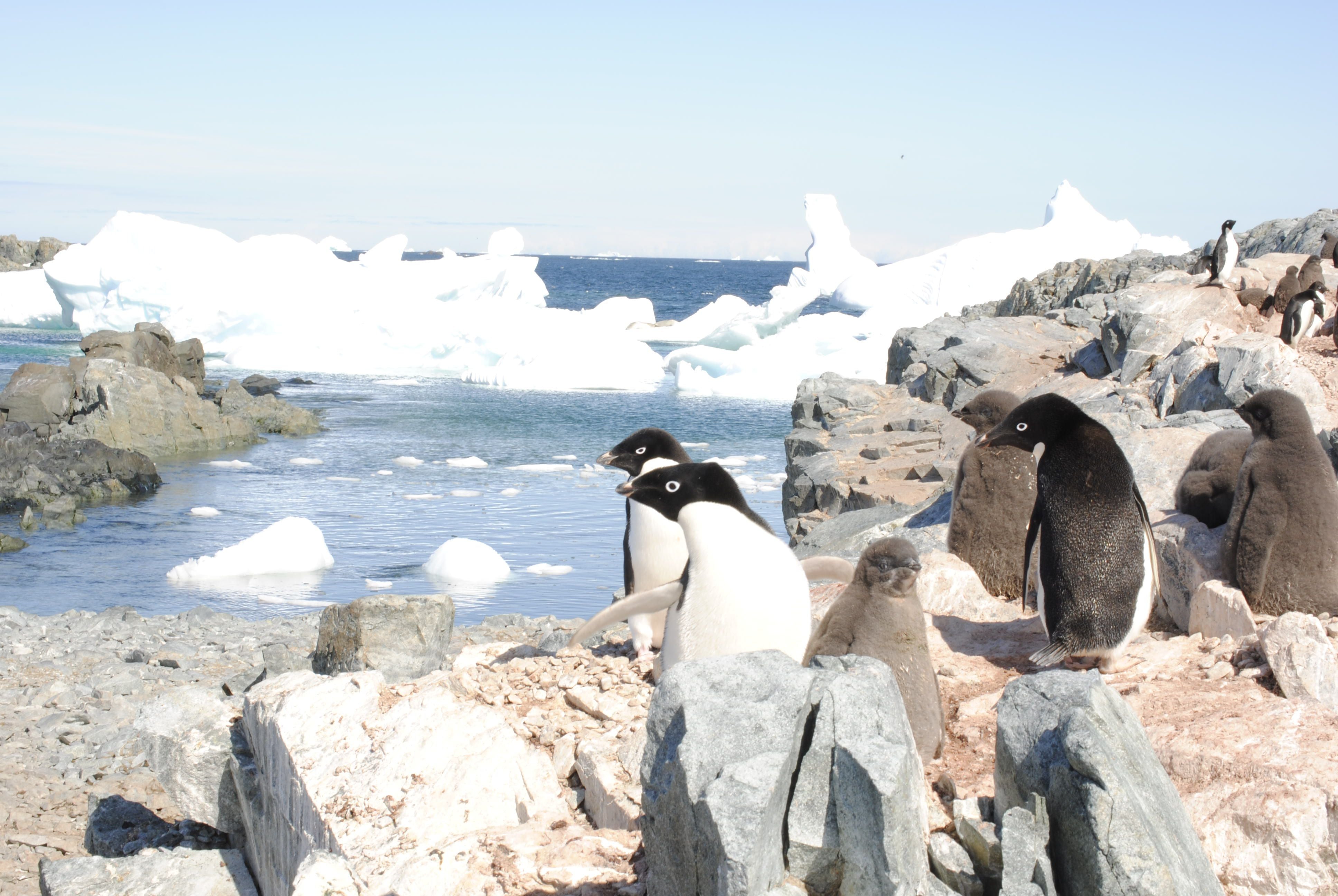 pinguinos antartica