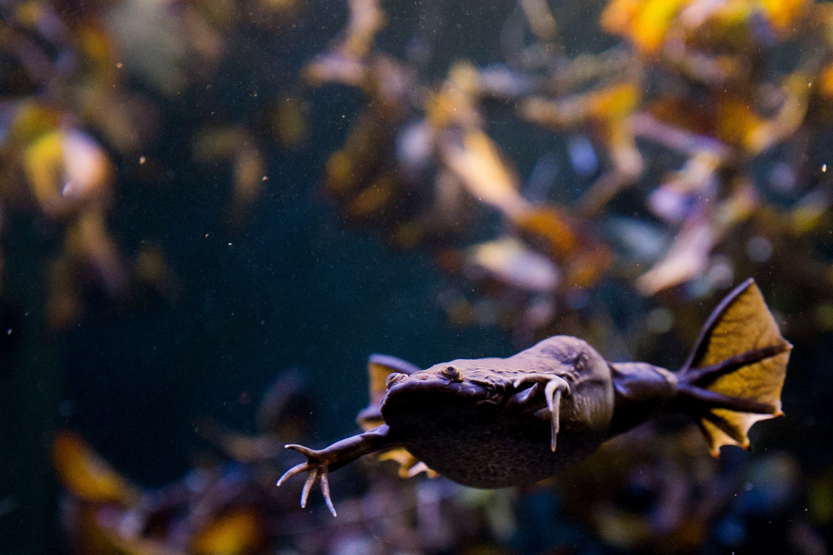 140902 Afrikansk klogroda, Xenopus Laevis, i ett akvarium p Bl Planeten marina zoo den 2 september 2014 i Kpenhamn, Danmark.