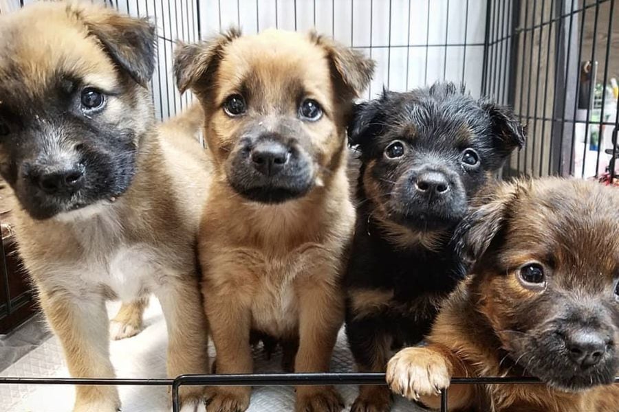 Este es el lugar donde los turistas hacen fila para pasear a perritos abandonados en la playa (y muchos son adoptados)