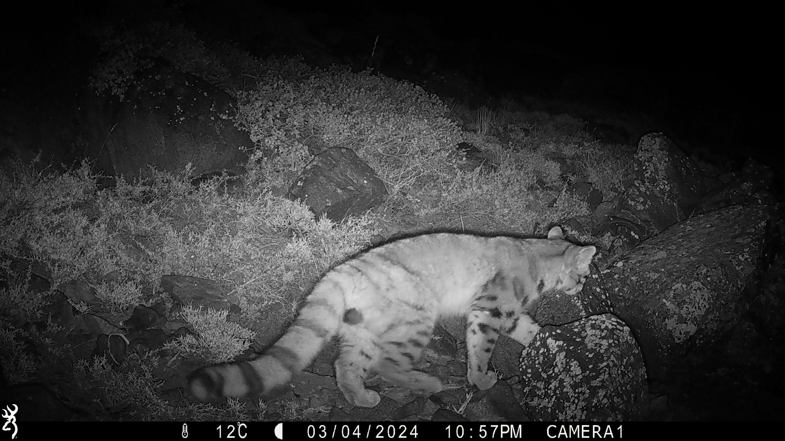 Una de las imágenes del gato andino captada por la cámara trampa en el Ssantuario de la Naturaleza Yerba Loca. Nuotrauka: Greenpeace