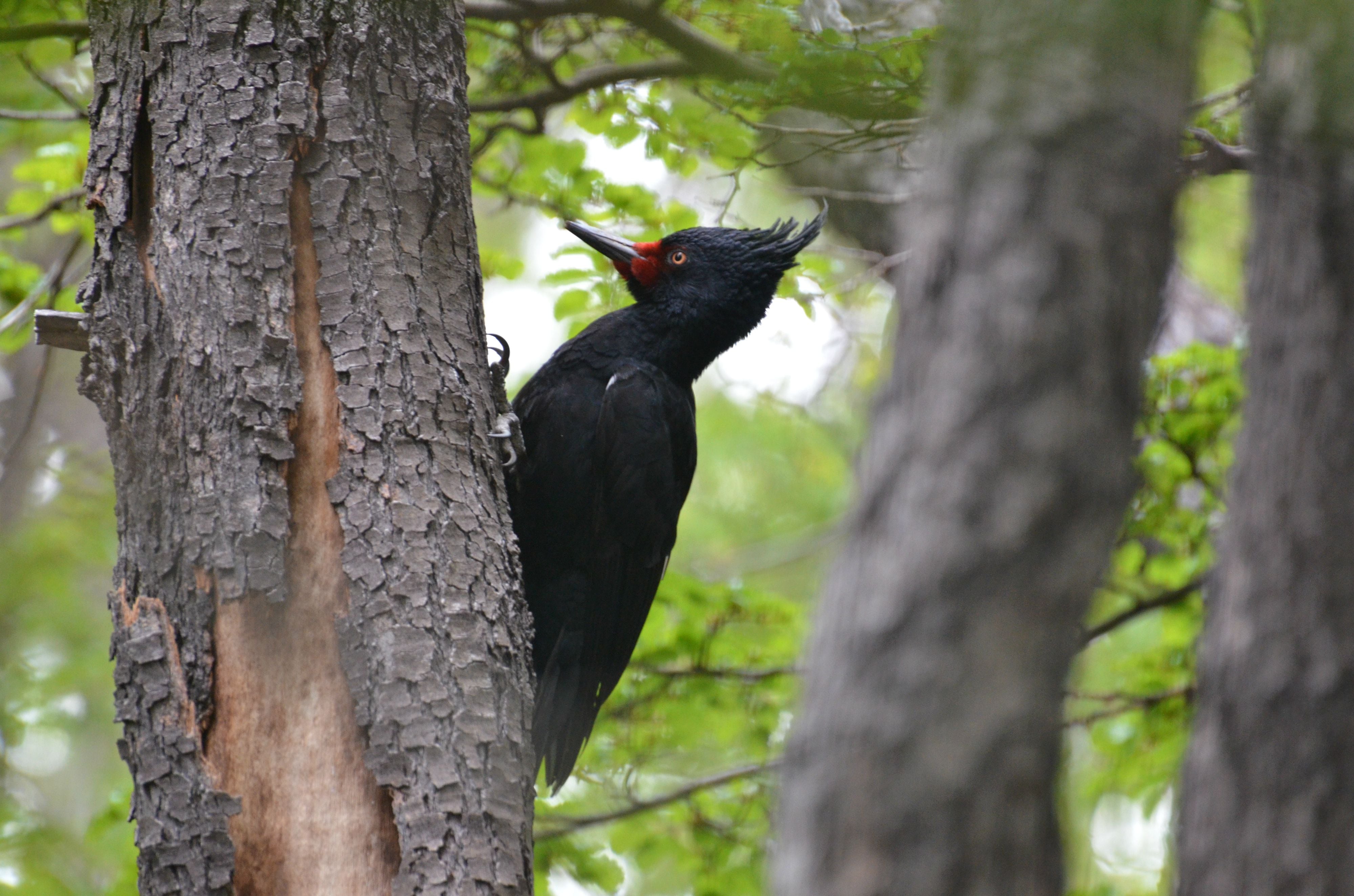 Lee también en Qué Pasa: Estudio determinará población de carpintero negro en Parque Nacional Radal Siete Tazas con innovador sistema de sonido