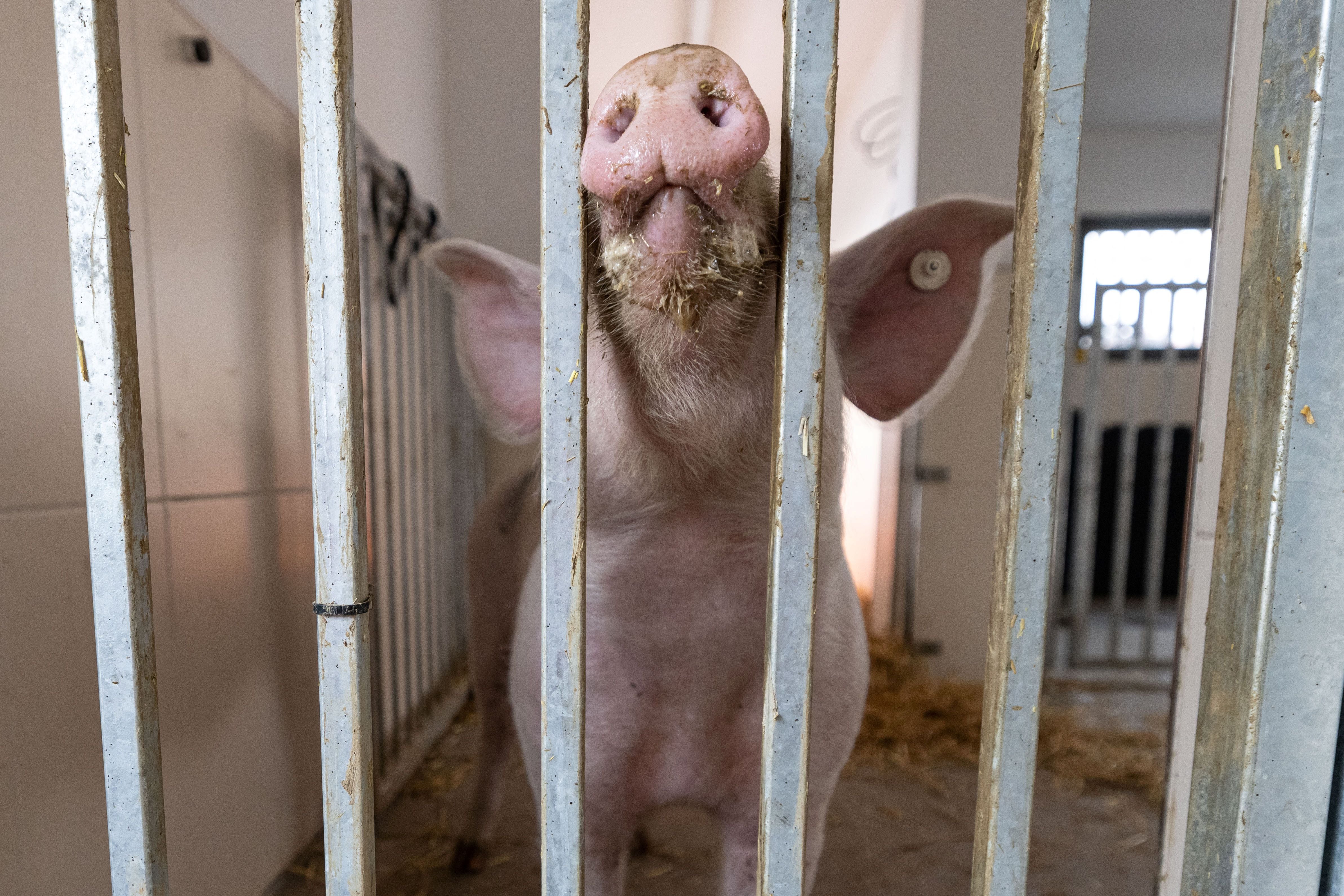 German researchers genetically modify pigs for transplantation into humans