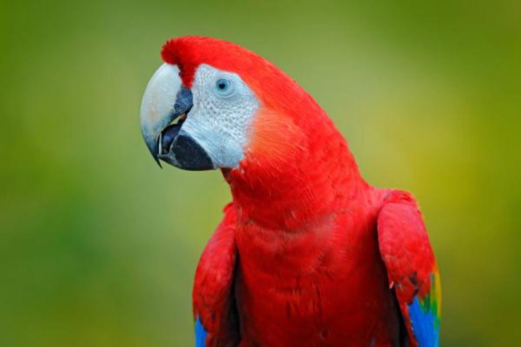 Guacamayo