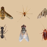 Cómo evitar que los insectos veraniegos entren a tu hogar