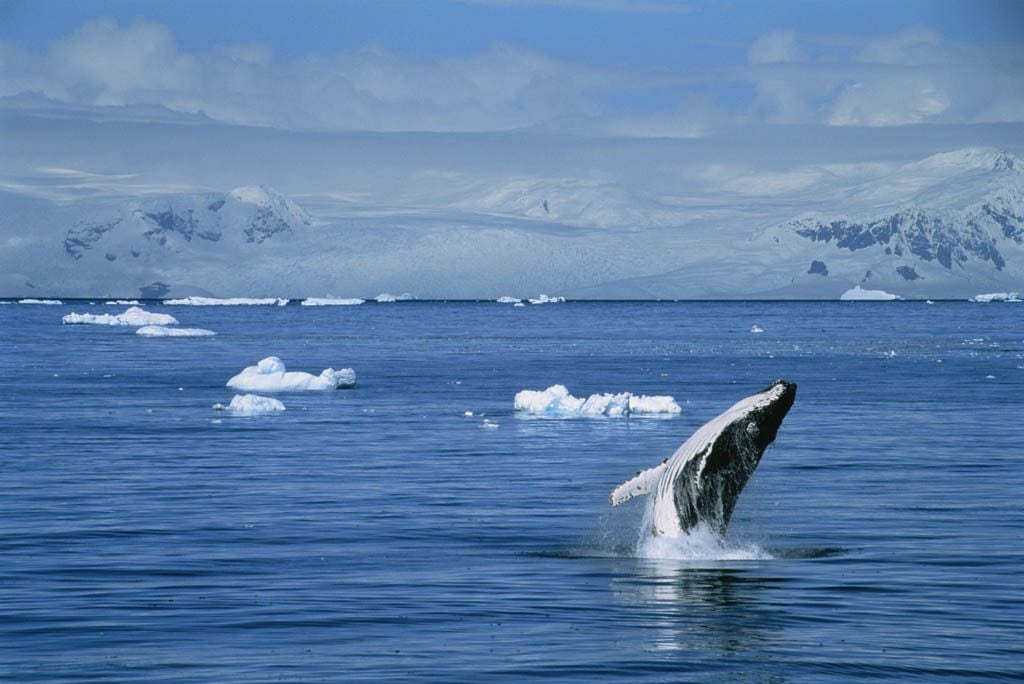 Ballenas