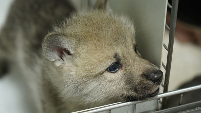 Lobo ártico clonado