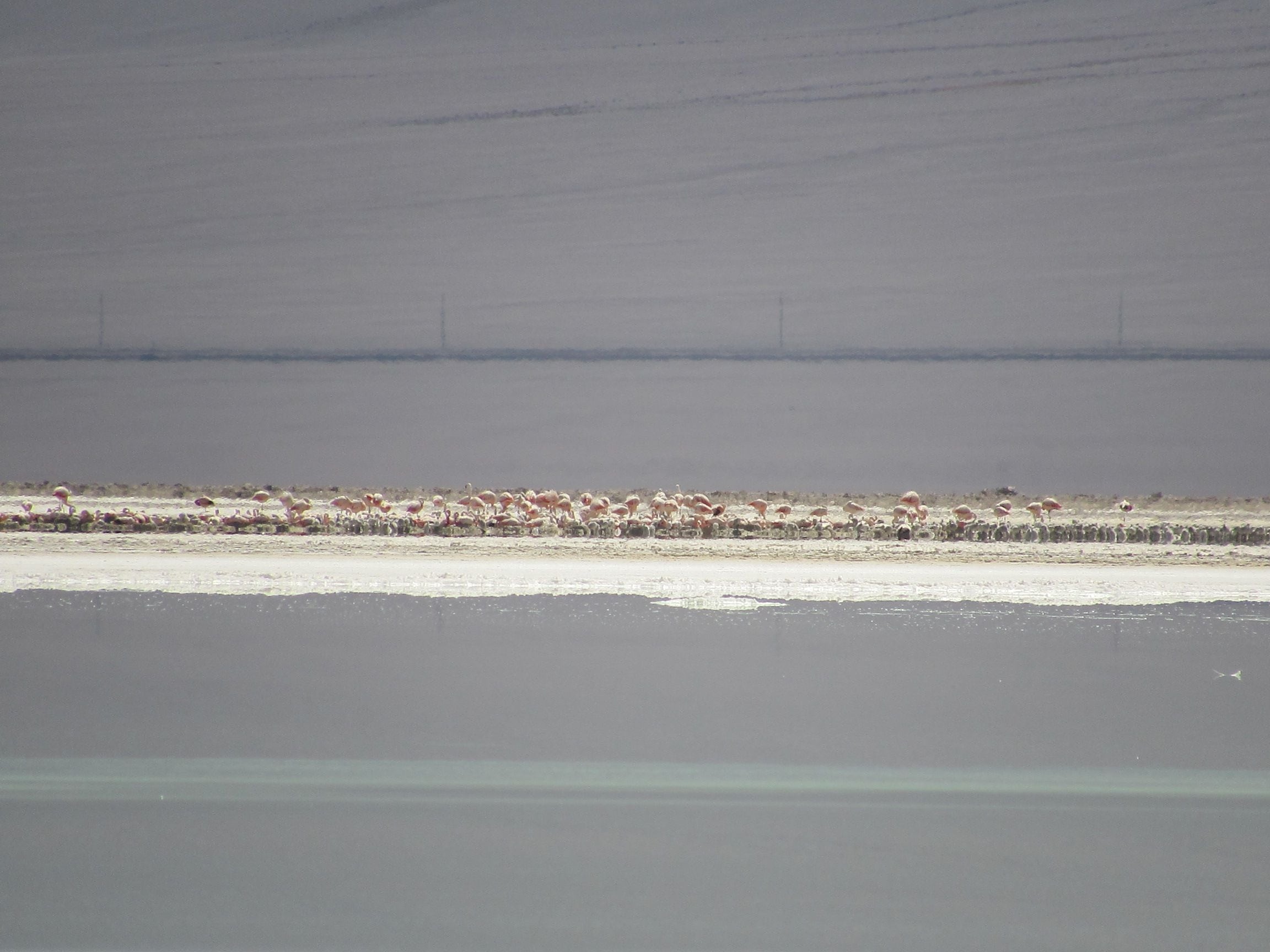 El increíble avistamiento de más de 800 polluelos de flamencos altoandinos