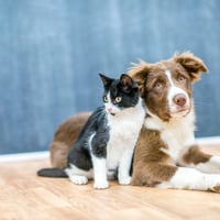 Petvet: Tu partner digital para el cuidado de tus mascotas 