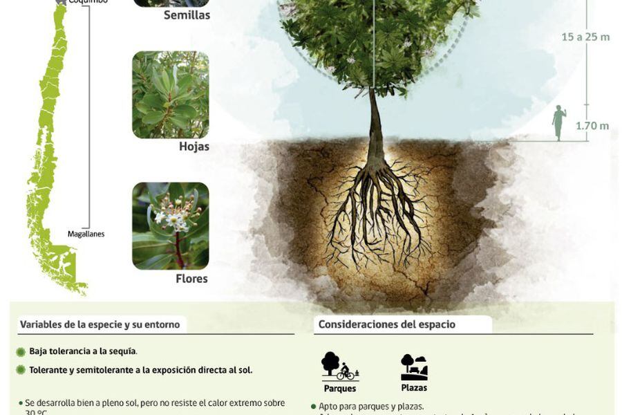 En tiempos de sequía ¿Qué especies de árboles son más resistentes? - La  Tercera