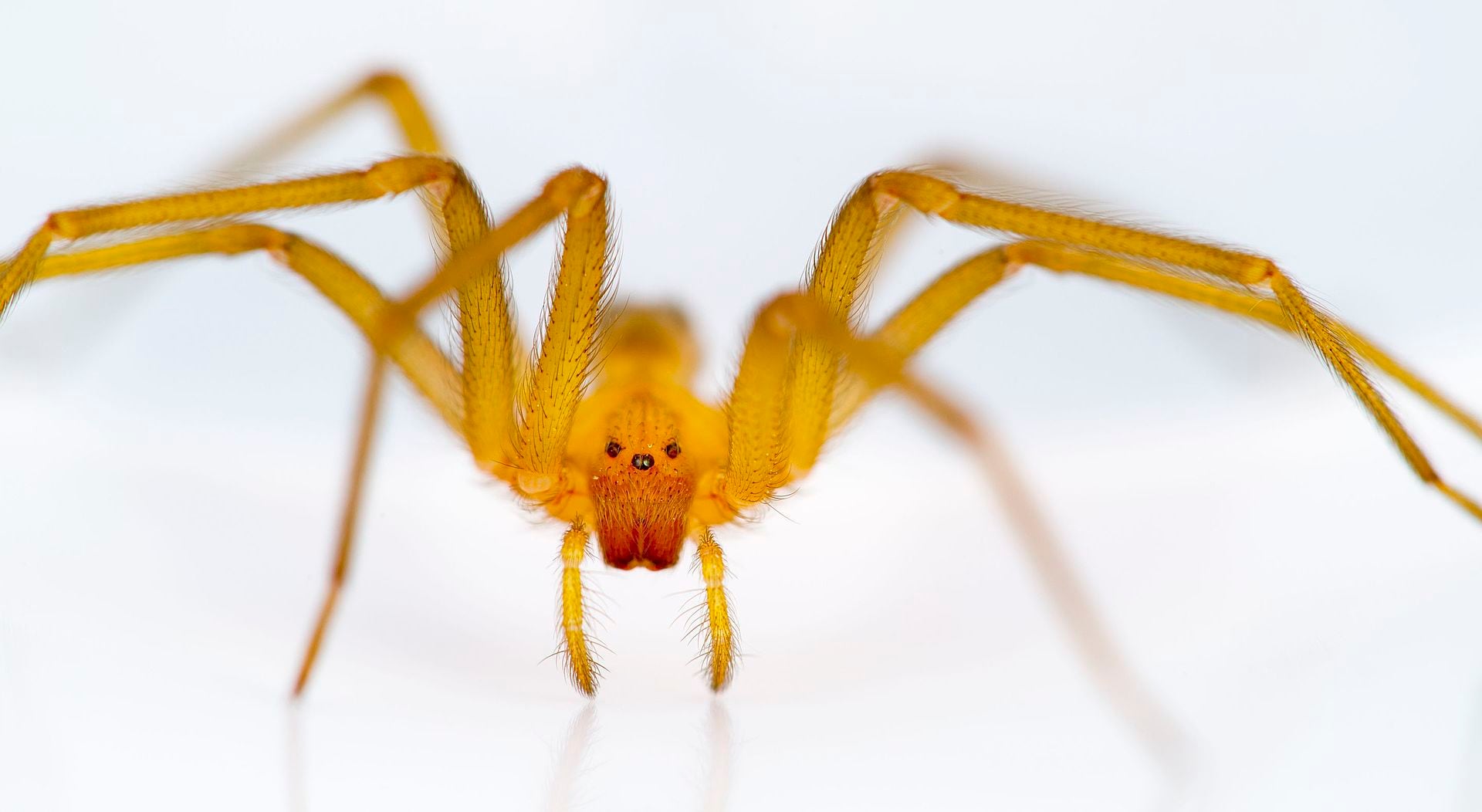 Científicos chilenos desarrollan el primer tratamiento contra la mordedura de la araña de rincón