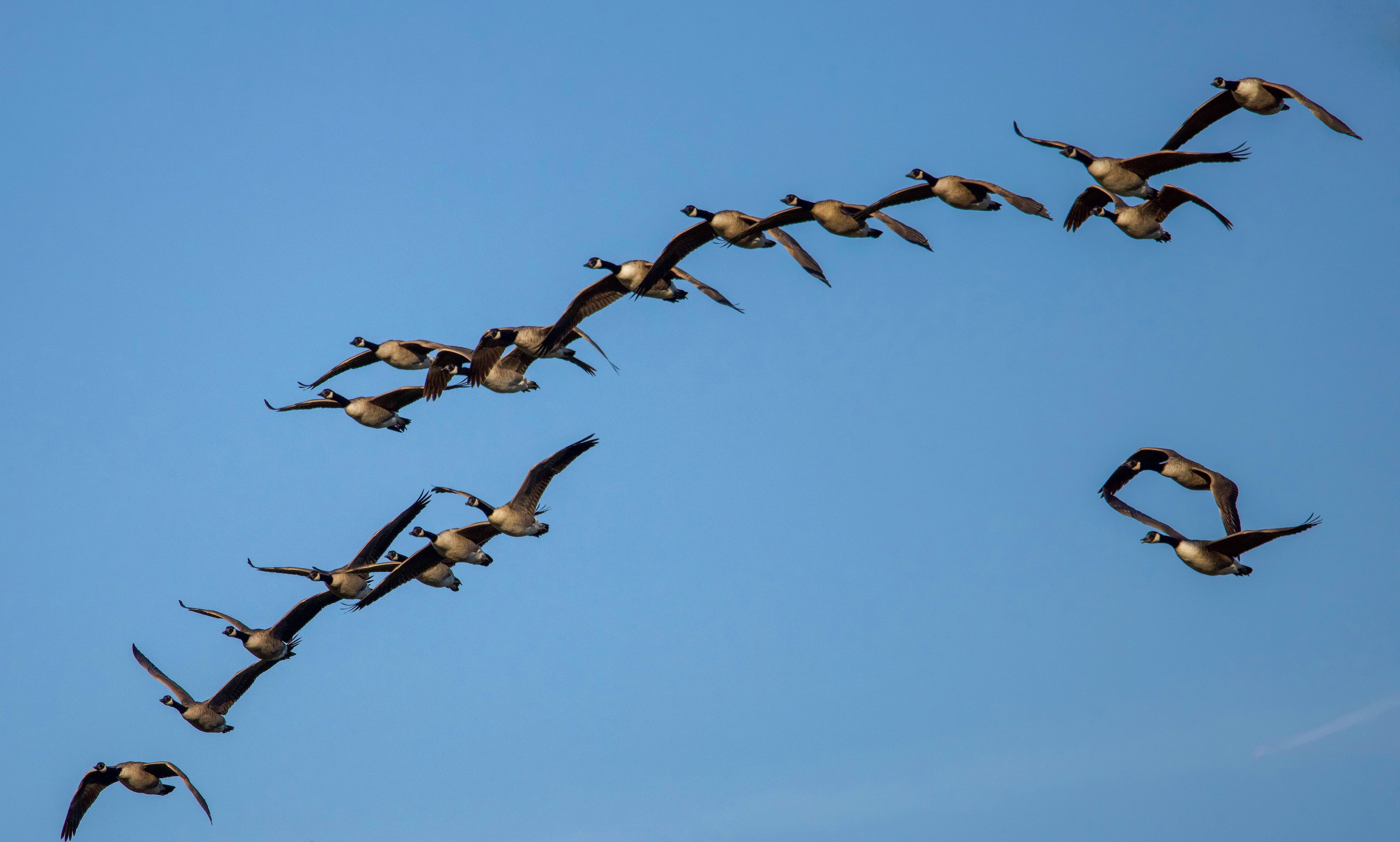 Aves migración