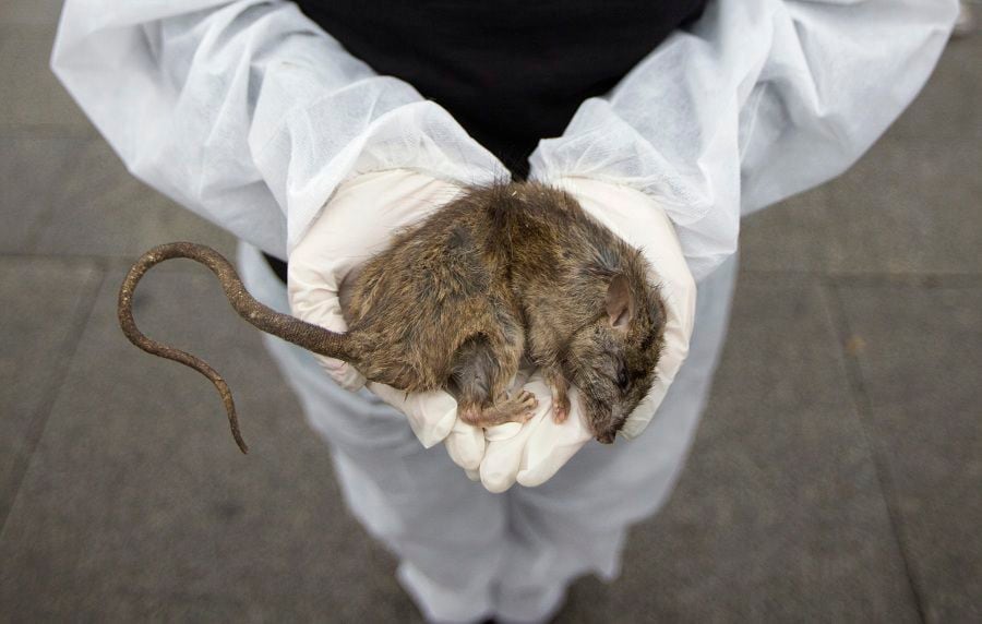 An animal rights activist holds a dead shrew during a demonstration to protest the treatment of animals in Madrid